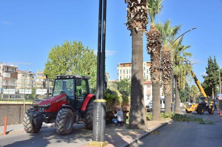 Aliağa’daki palmiyeler budanıyor G3