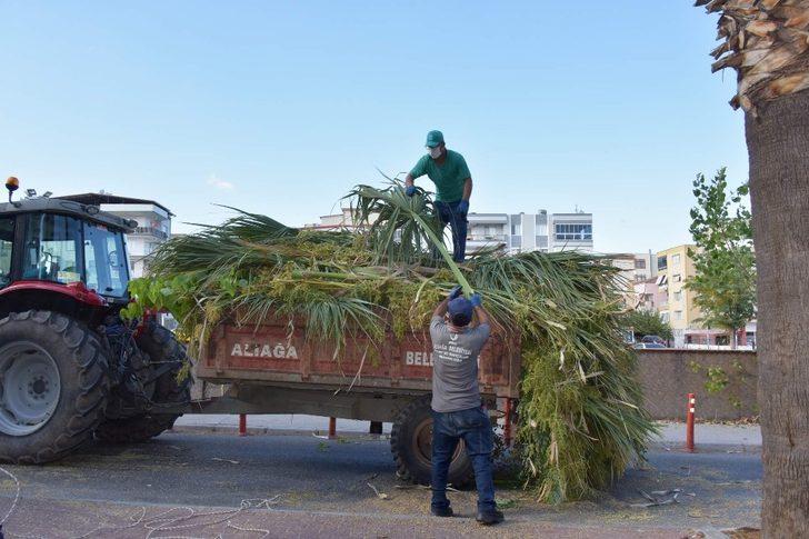 Aliağa’daki palmiyeler budanıyor G4
