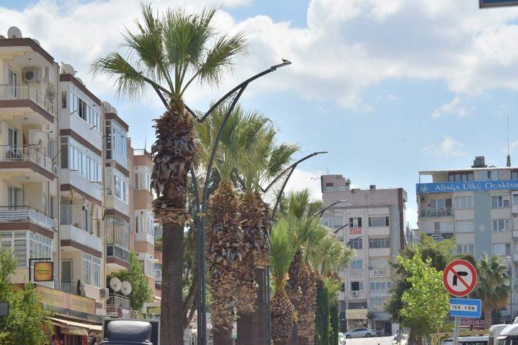 Aliağa’daki palmiyeler budanıyor G5