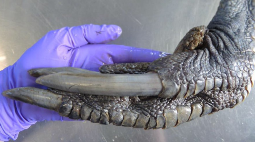 Ağzınızı a&ccedil;ık bırakacak! Bilim kurgu filminden &ccedil;ıkmış gibi g&ouml;r&uuml;nen hayvanlar