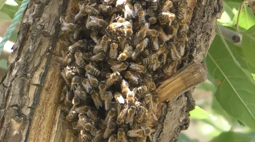 Endişelendiren manzara! Şehri istila ettiler: Yüzlercesi bir arada