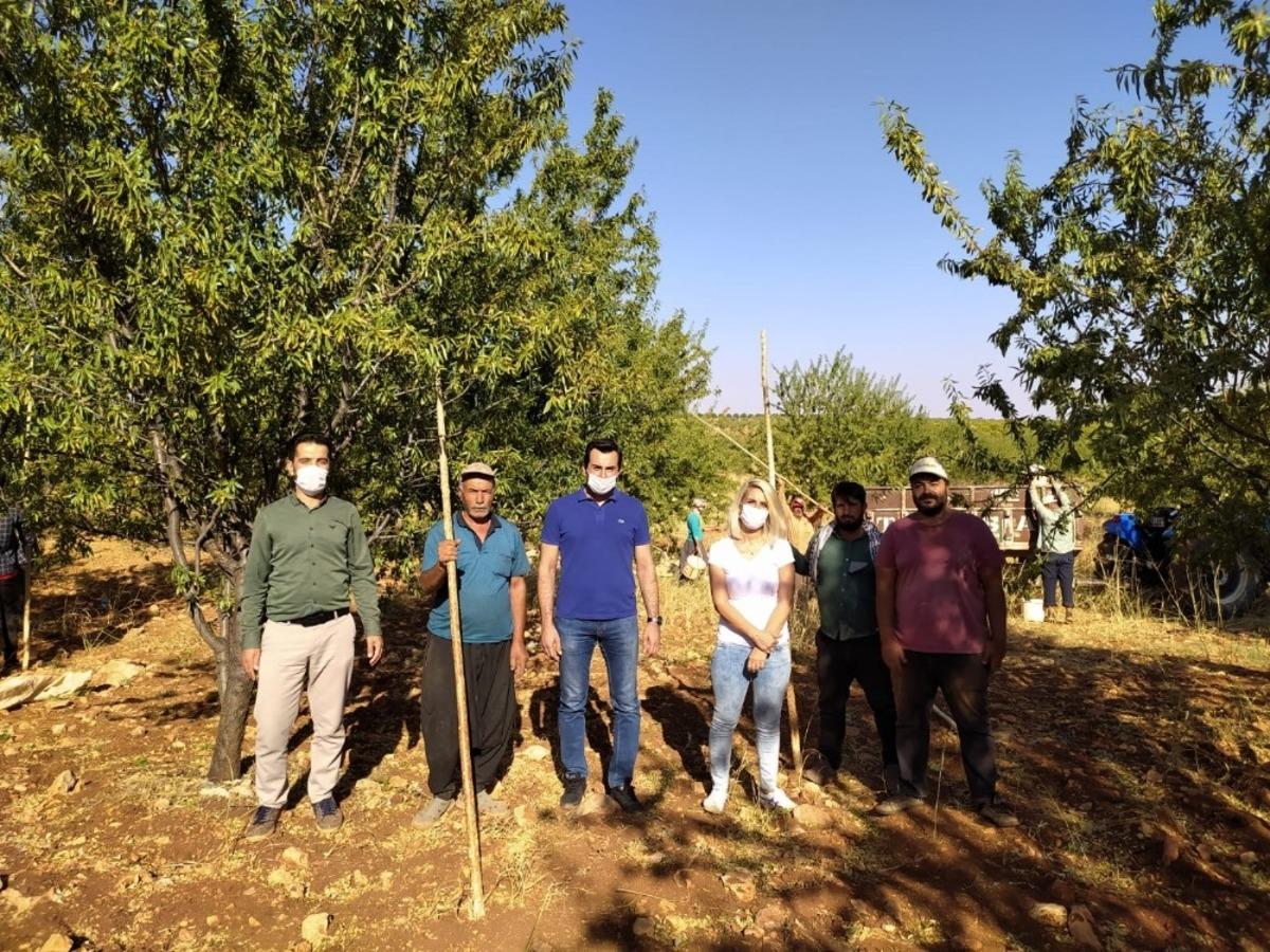 Eğil&rsquo;de badem hasadı başladı