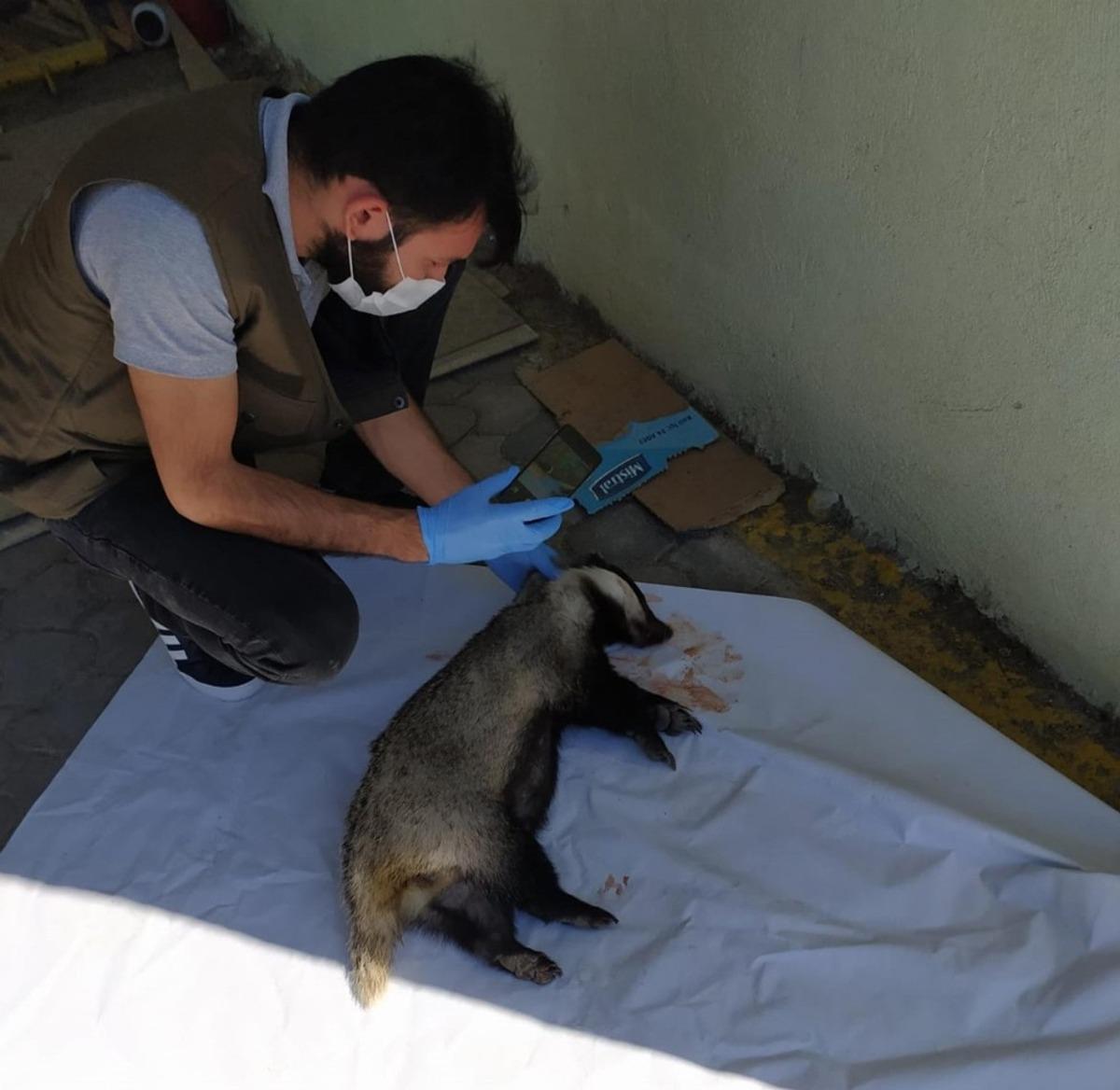 Yaralı porsuk, tedavi altına alındı