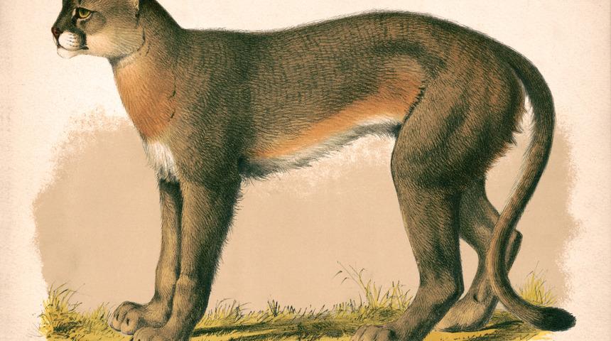 Bu yüzyılın sonuna kadar en az 550 memeli hayvan türü yok olacak