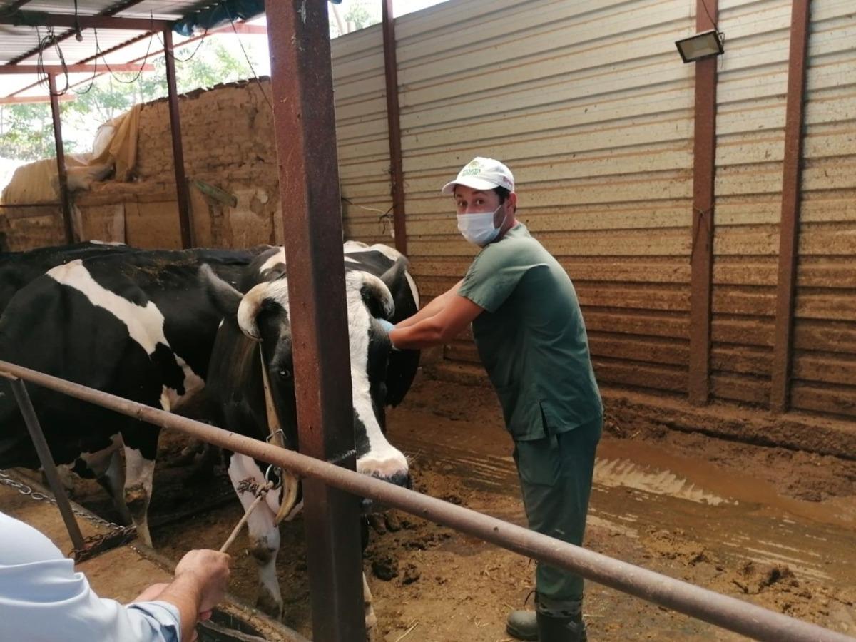 Denizli&rsquo;de sonbahar şap aşılama kampanyası başladı