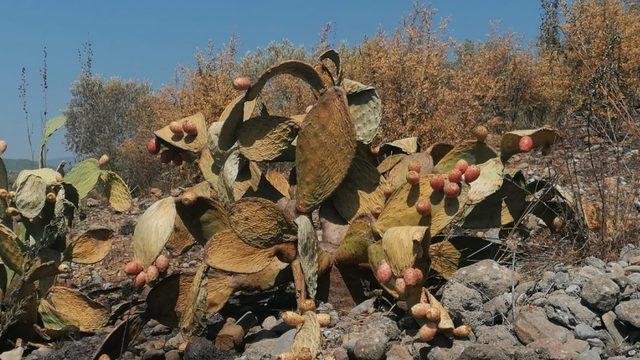 Tarım arazisindeki yangın, zeytin ağaçları ve Frenk incirlerini kül etti