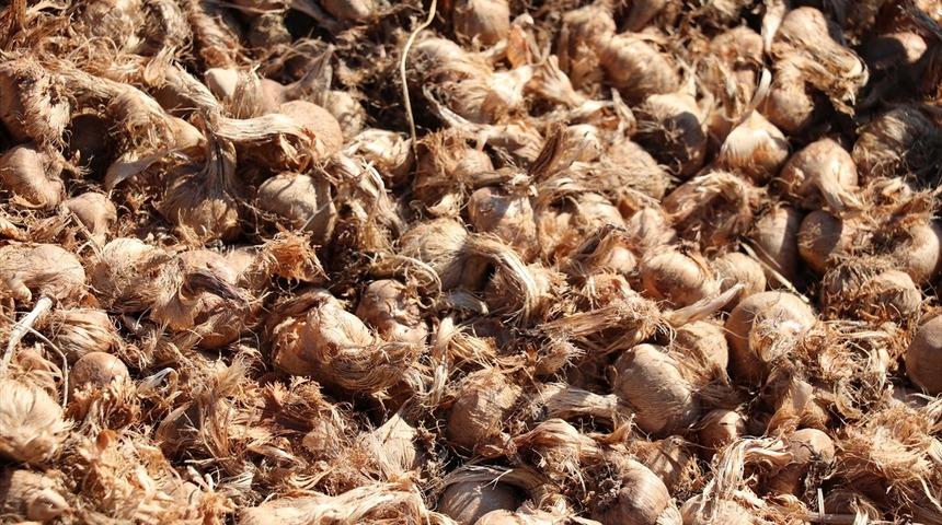 Adına 'mucize' diyorlar! Kilosu 30 bin liradan satılıyor