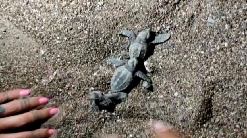 Yolunu kaybeden caretta yavrularına tatilciler yol g&ouml;sterdi