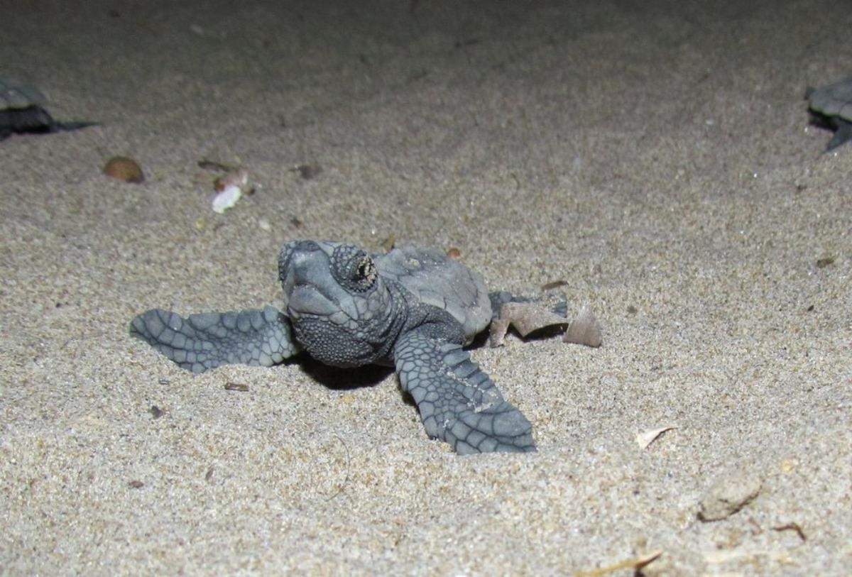 Kuşadası&rsquo;nda caretta caretta yavrusu n&ouml;beti