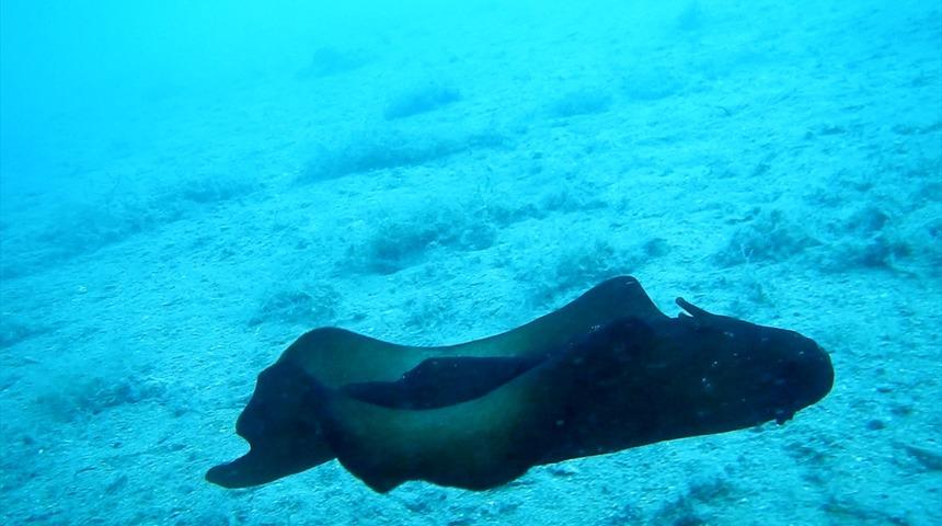 Saros K&ouml;rfezi'nde 'İspanyol dans&ccedil;ısı' şaşkınlığı!