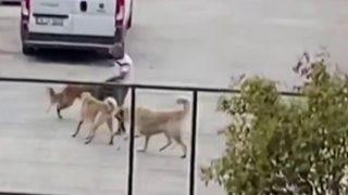 Köpekleri acımasızca kavga ettirdiler! Bu görüntüler İstanbul'da çekildi