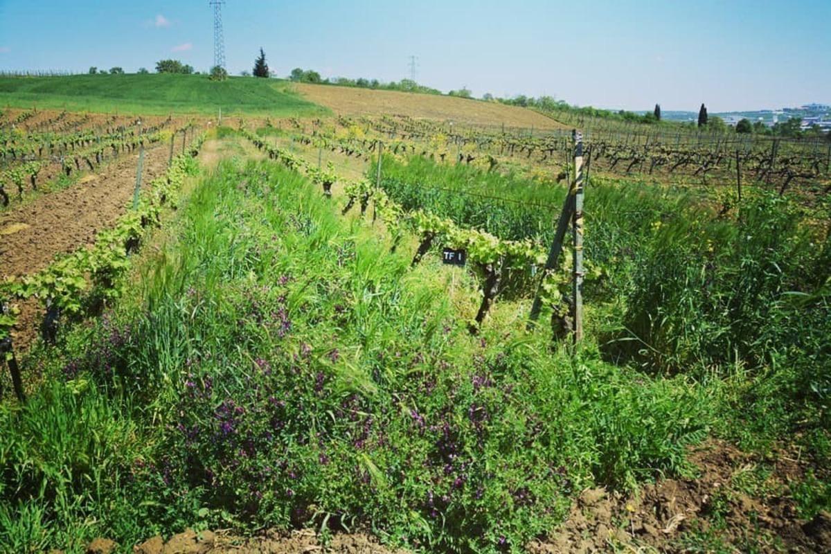 Bağda sıra arası bitki uygulaması s&uuml;r&uuml;yor