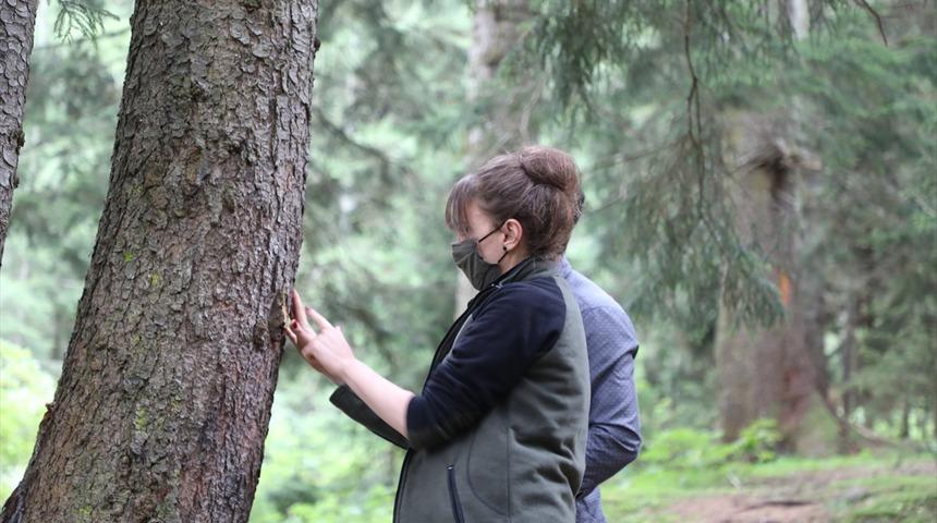 Ladin ormanları için harekete geçtiler! Karadeniz'e 40 bin faydalı böcek bırakıldı