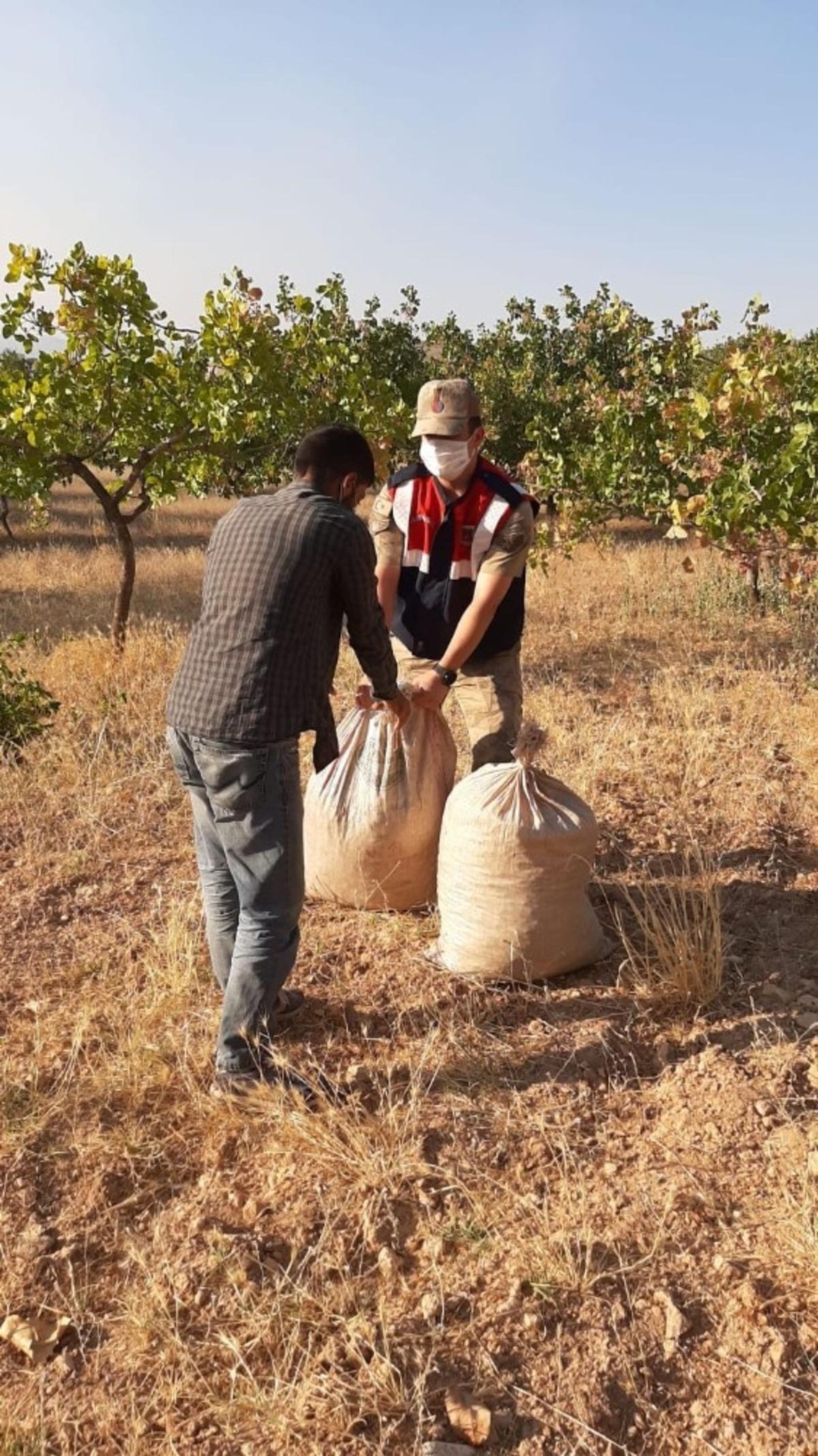 Siirt&rsquo;te fıstık &ccedil;aldıkları tespit edilen 11 ş&uuml;pheli yakalandı