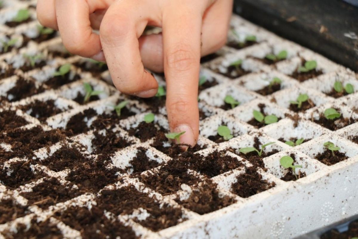 Safranbolu&rsquo;yu "menekşeler" s&uuml;sleyecek