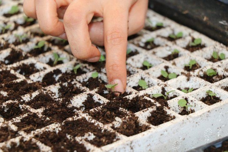 Safranbolu’yu "menekşeler" süsleyecek G1