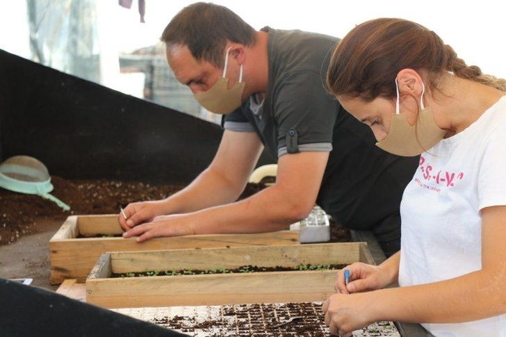 Safranbolu’yu "menekşeler" süsleyecek G2