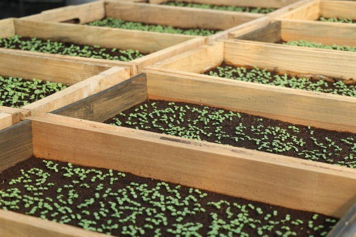 Safranbolu’yu "menekşeler" süsleyecek G3