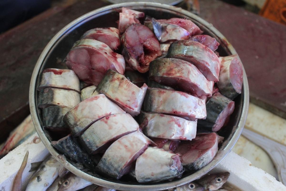 Palamut b&uuml;y&uuml;d&uuml;k&ccedil;e fiyatı da artıyor