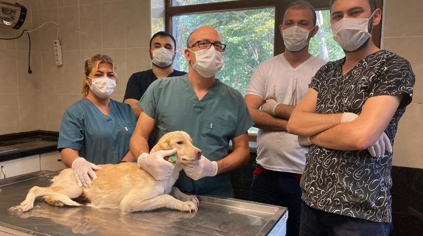 Yaralı k&ouml;pek 1 ayda tedavi edildi