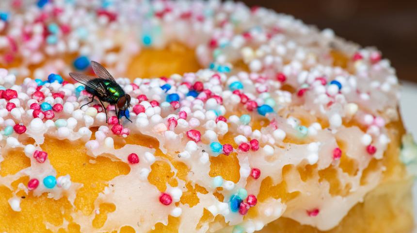 Sinekten ne olacak ki demeyin! Yemeğinize kusabilir hatta...