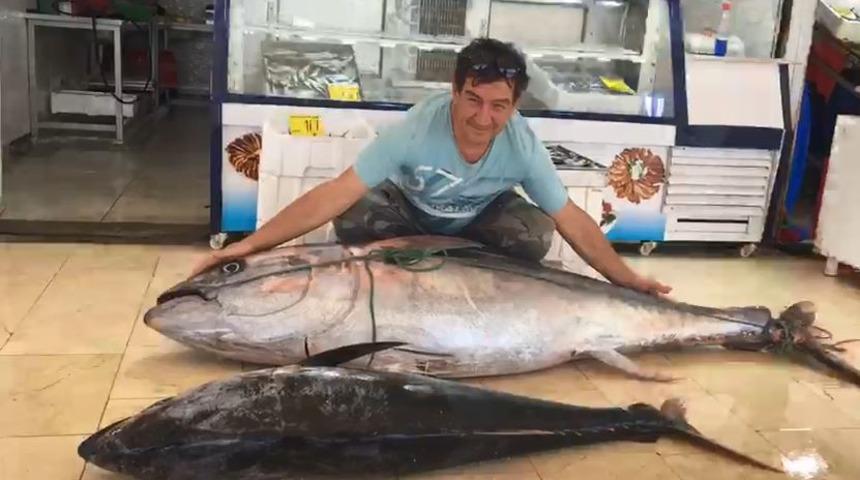 Tam 2 metre 17 santim! Dev orkinos balığı görenleri şaşkına çevirdi