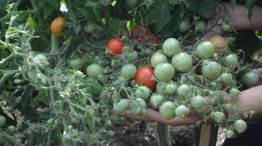 Sardunya &ouml;p&uuml;c&uuml;ğ&uuml; olarak biliniyor! Bir daldan 100 adet...