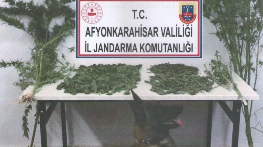 Evinin bahçesinde kenevir yetiştiren şahsı jandarma yakaladı