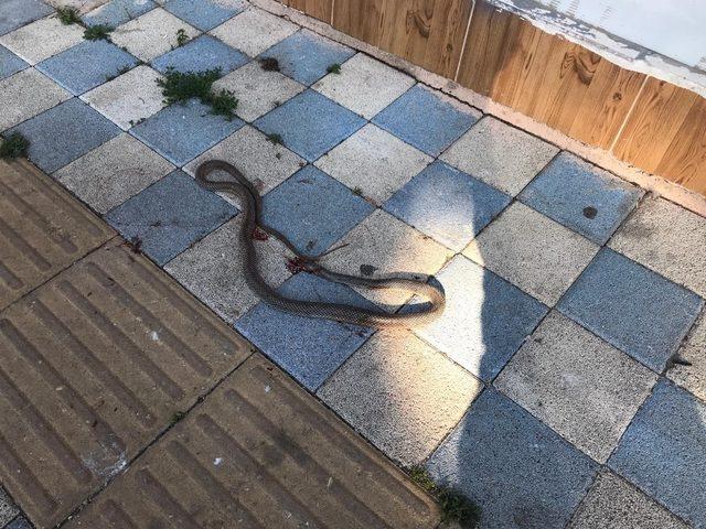 1,5 metre uzunluğundaki yılan görenleri hayrete düşürdü