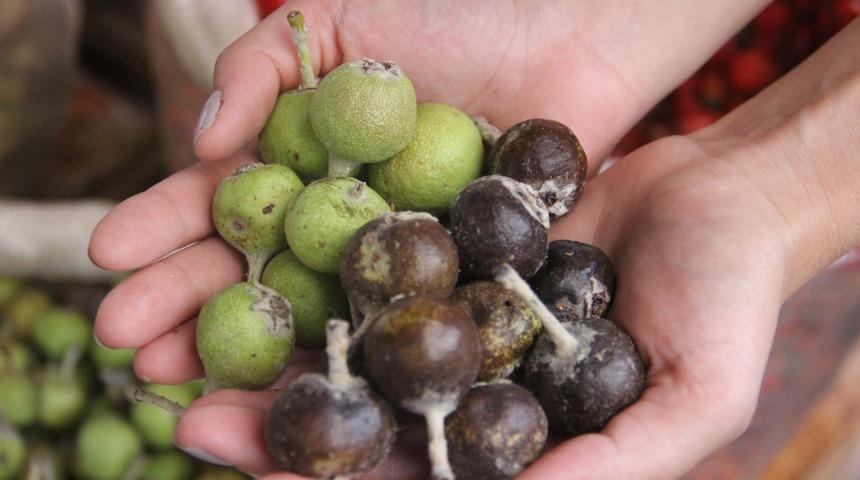 Doğada kendiliğinde yetişiyor! Azı yarar &ccedil;oğu zarar