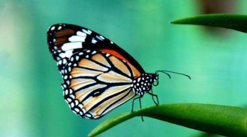 Erkek kelebekler rakiplerini alt etmek i&ccedil;in dişilere 'bekaret kemeri' takıyor