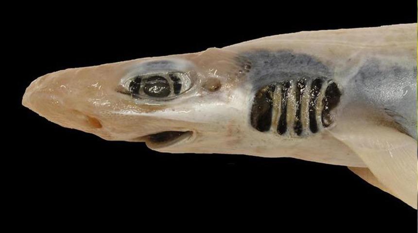 Akdeniz sularında derisiz ve dişsiz bir k&ouml;pekbalığı bulundu