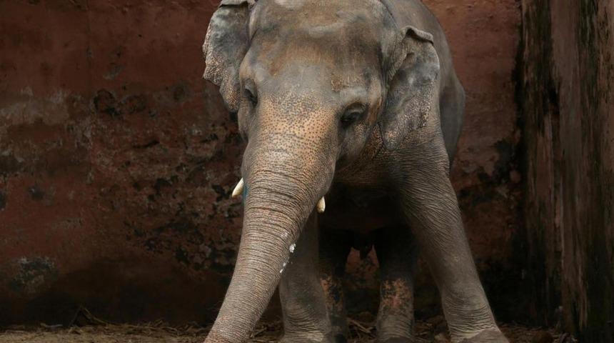 'D&uuml;nyanın en yalnız fili' yeni bir hayata başlıyor!