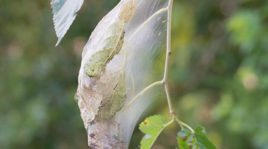 Yetkililere çağrı: Amerikan kelebeklerinden bizi kurtarın