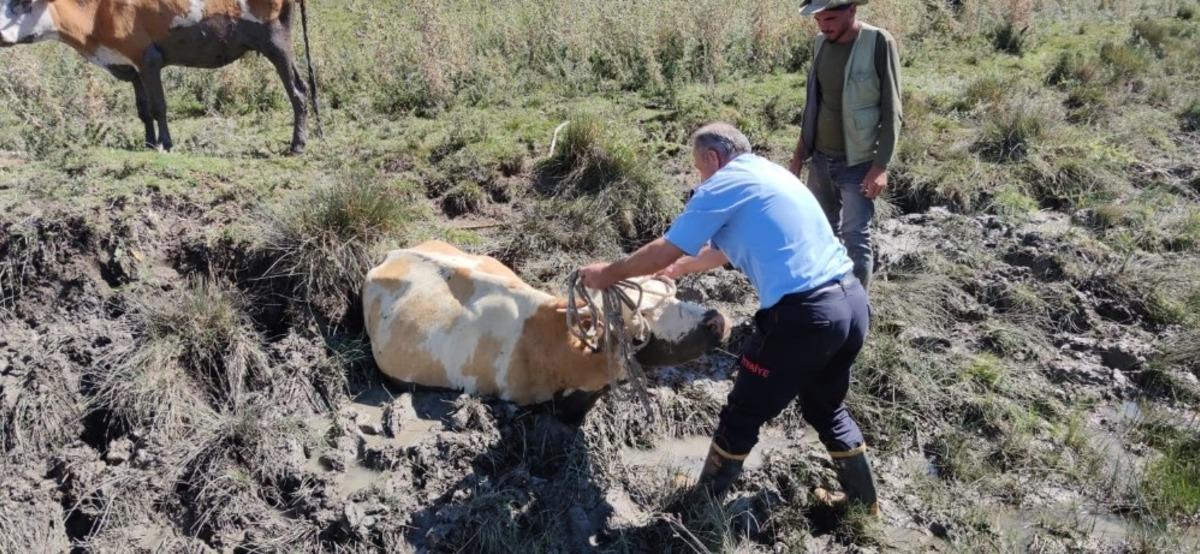 Gevaş&rsquo;ta bataklığa saplanan 2 inek kurtarıldı