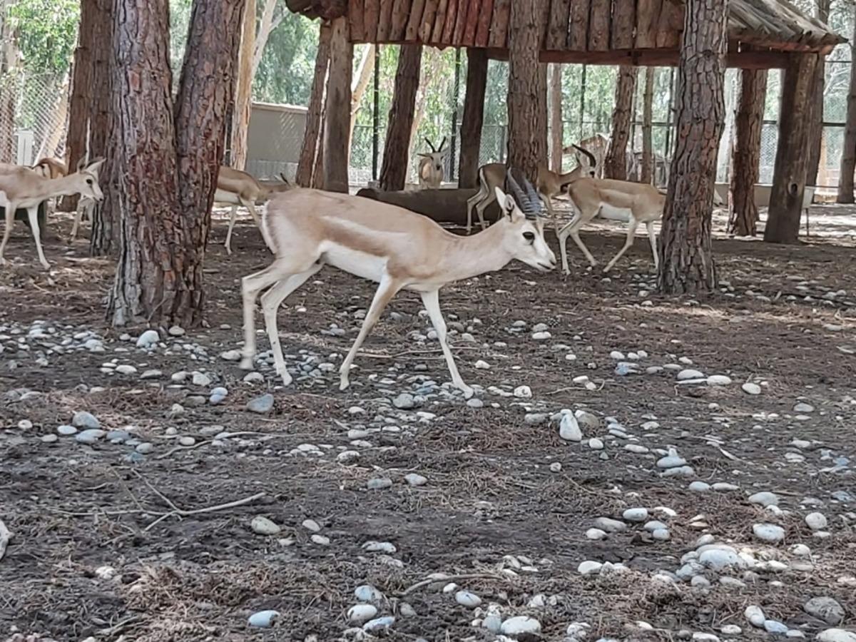 Tarsus Doğa Parkı, İzmir&rsquo;den gelen 57 yaban hayvanının yeni yuvası oldu