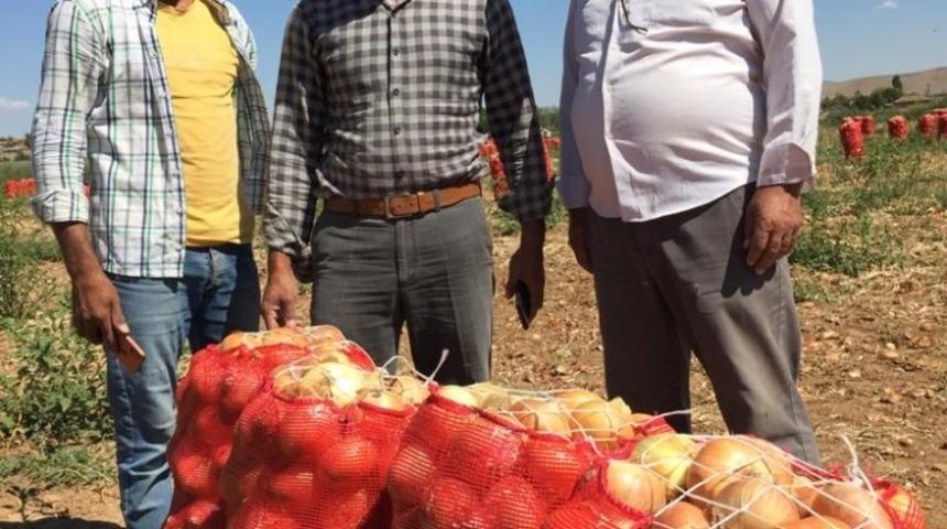 Beylikova’daki soğan üreticilerin yüzü güldü
