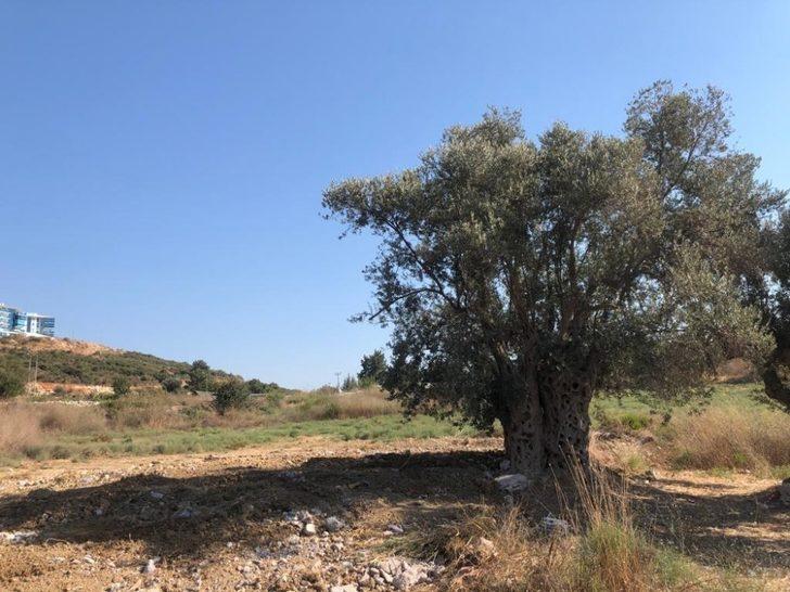 Kuşadası’nda 1500 Yıllık zeytin ağacına bitişik yapılan villa belediye tarafından yıkıldı G2