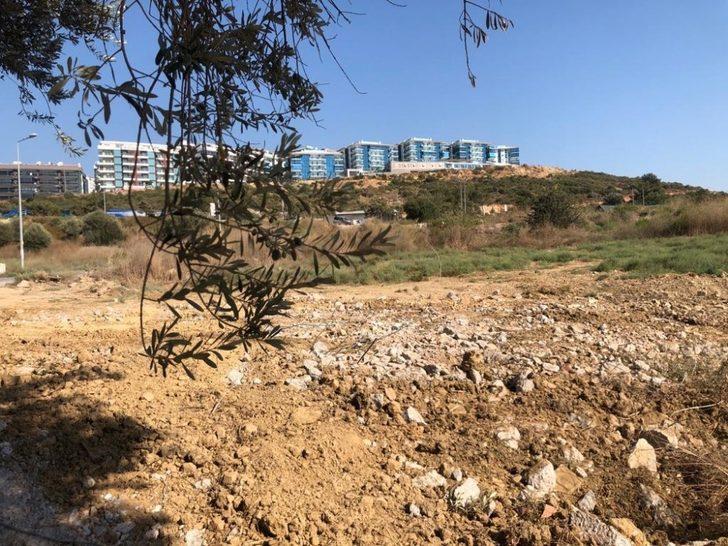 Kuşadası’nda 1500 Yıllık zeytin ağacına bitişik yapılan villa belediye tarafından yıkıldı G3