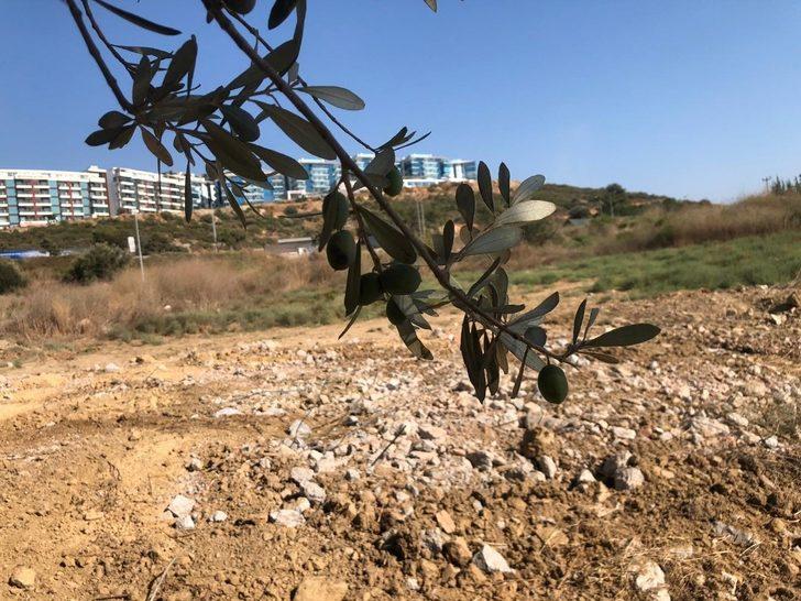 Kuşadası’nda 1500 Yıllık zeytin ağacına bitişik yapılan villa belediye tarafından yıkıldı G4