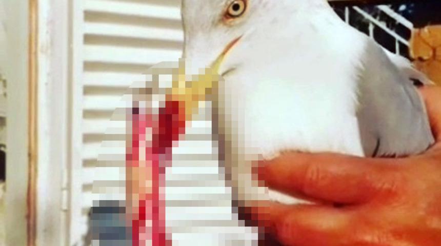 Oltaya takılan martı y&uuml;rek sızlattı! Kanlar i&ccedil;inde buldular