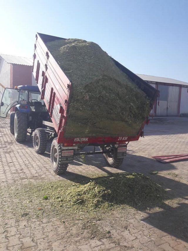 Aslanapa’da slajlık mısır hasadında yüksek verim bekleniyor