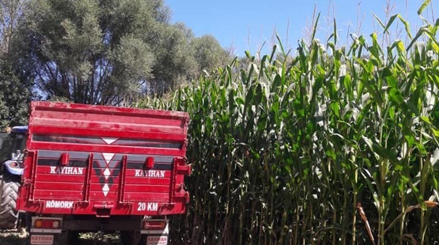 Aslanapa’da slajlık mısır hasadında yüksek verim bekleniyor