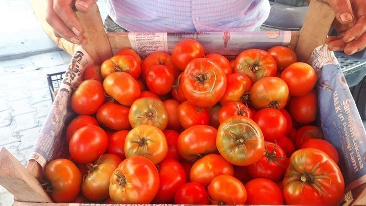 100 yıllık ata tohumu ile yerli domates üretiyor G2