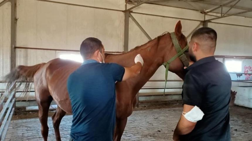 Tek tırnaklı hayvanlar kayıt altına alınıyor