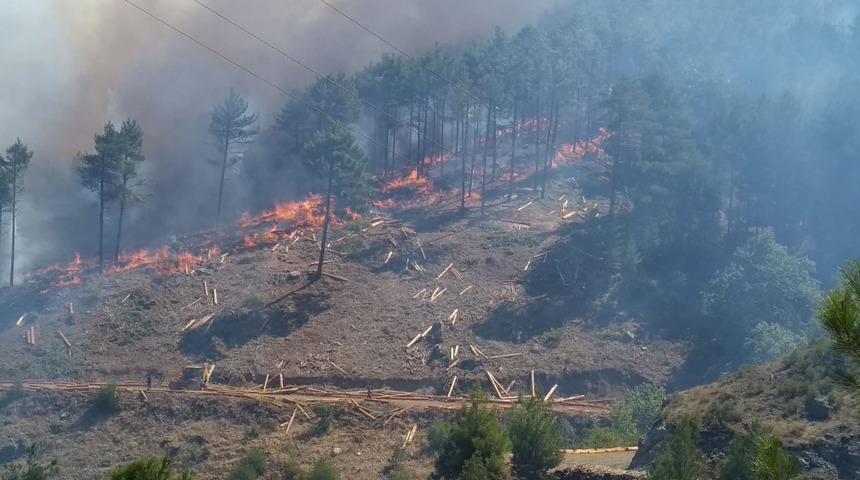 Adana'da büyük orman yangını