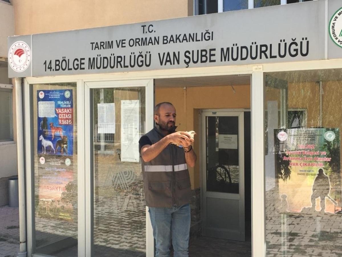 Yaralı kuşlar tedavi altına alındı