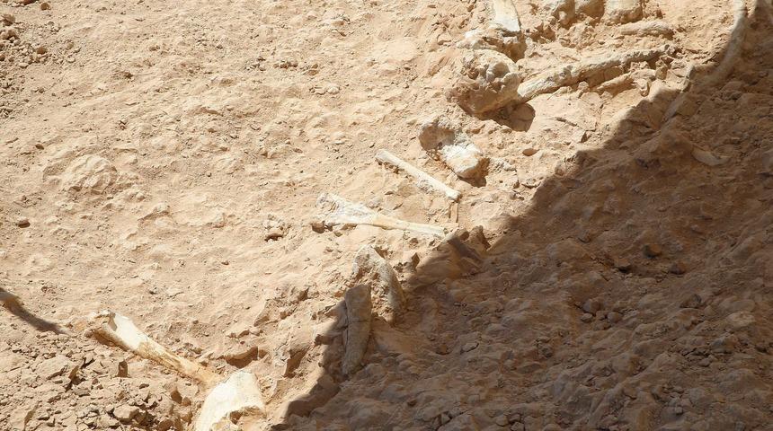 Kayseri'de bulundu! 7,5 milyon yıllık fosil heyecanı