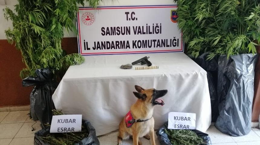Jandarmadan kenevir ve esrar baskını