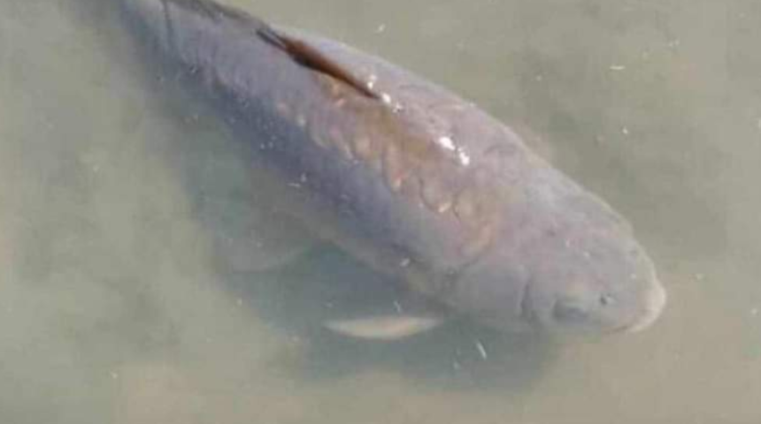 Balığın ölümü yasa boğdu! Ölüm nedeni araştırılacak